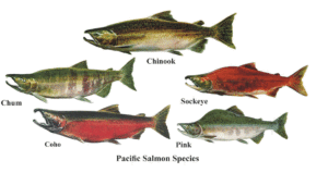 pacific salmon species