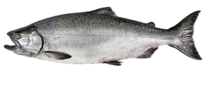 Chinook King Salmon