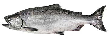 Chinook King Salmon