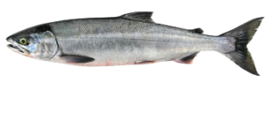 Chum Dog Salmon