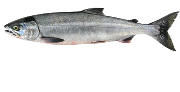 Chum Dog Salmon