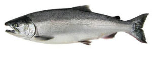 Coho Silver Salmon