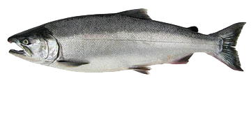 5 Tips for Alaska Silver Salmon