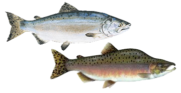 Pink Humpy Salmon