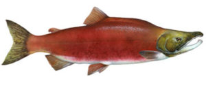 Sockeye Red Salmon