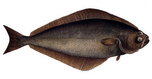 Altantic Halibut