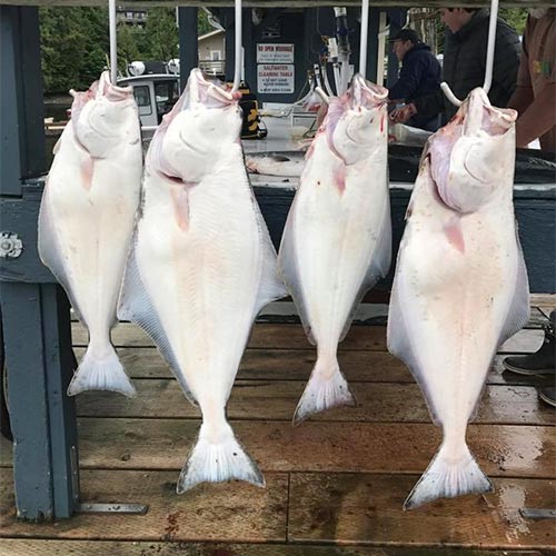 Day-of fishing charters and excursions in Ketchikan.